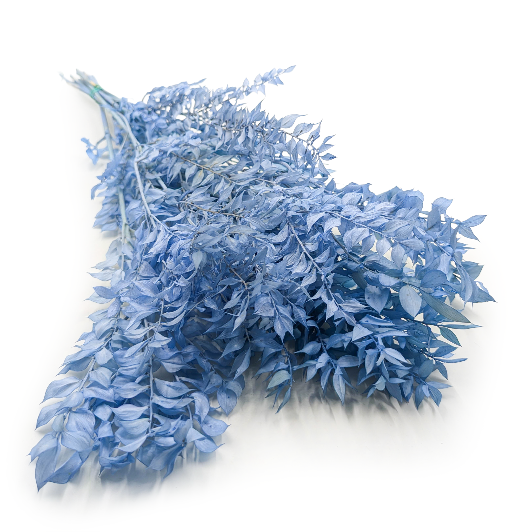 Ruskus stabilizowany - (Ruscus) - Stalowy błękit