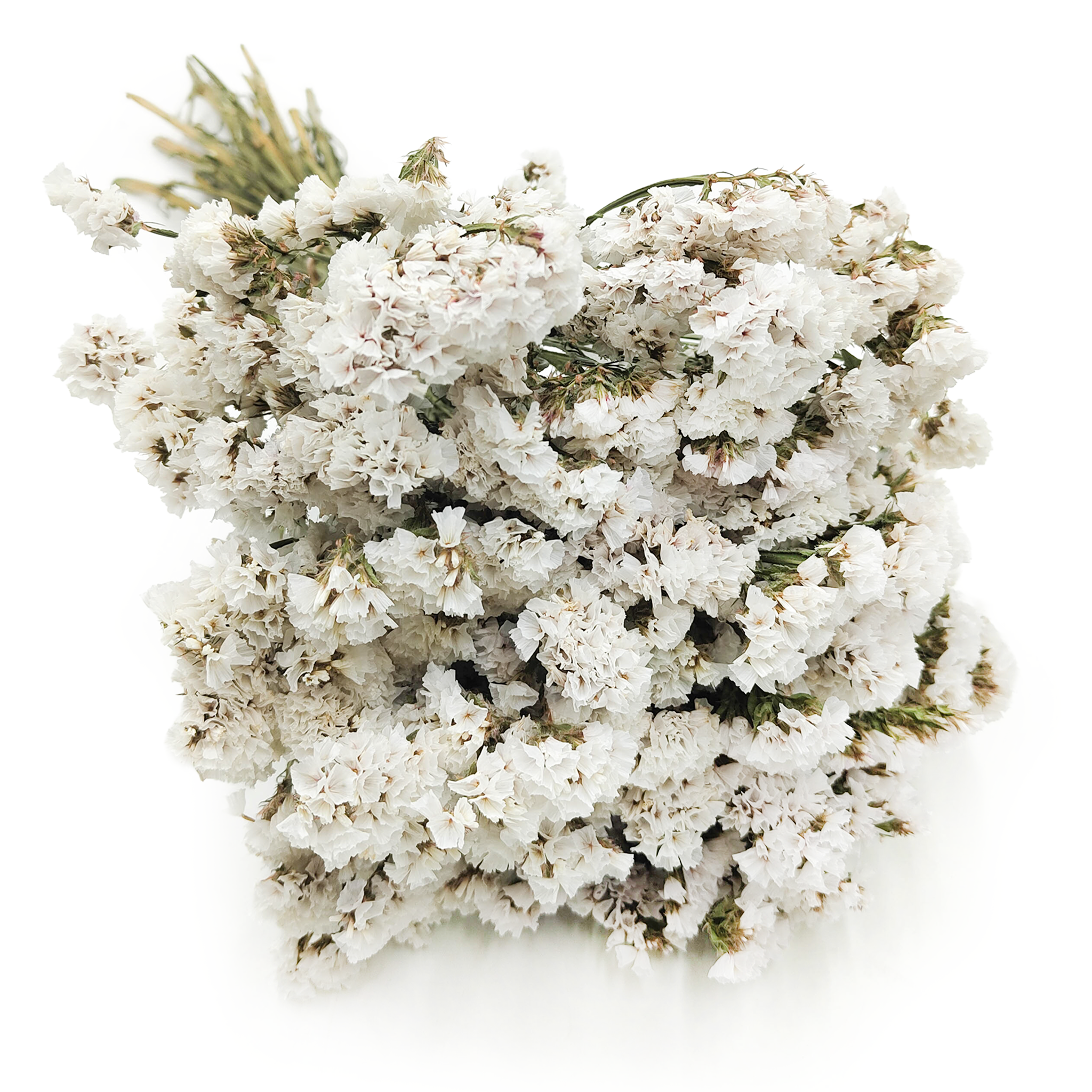 Zatrwian Wrębny  - Limonium sinuatum - Biały