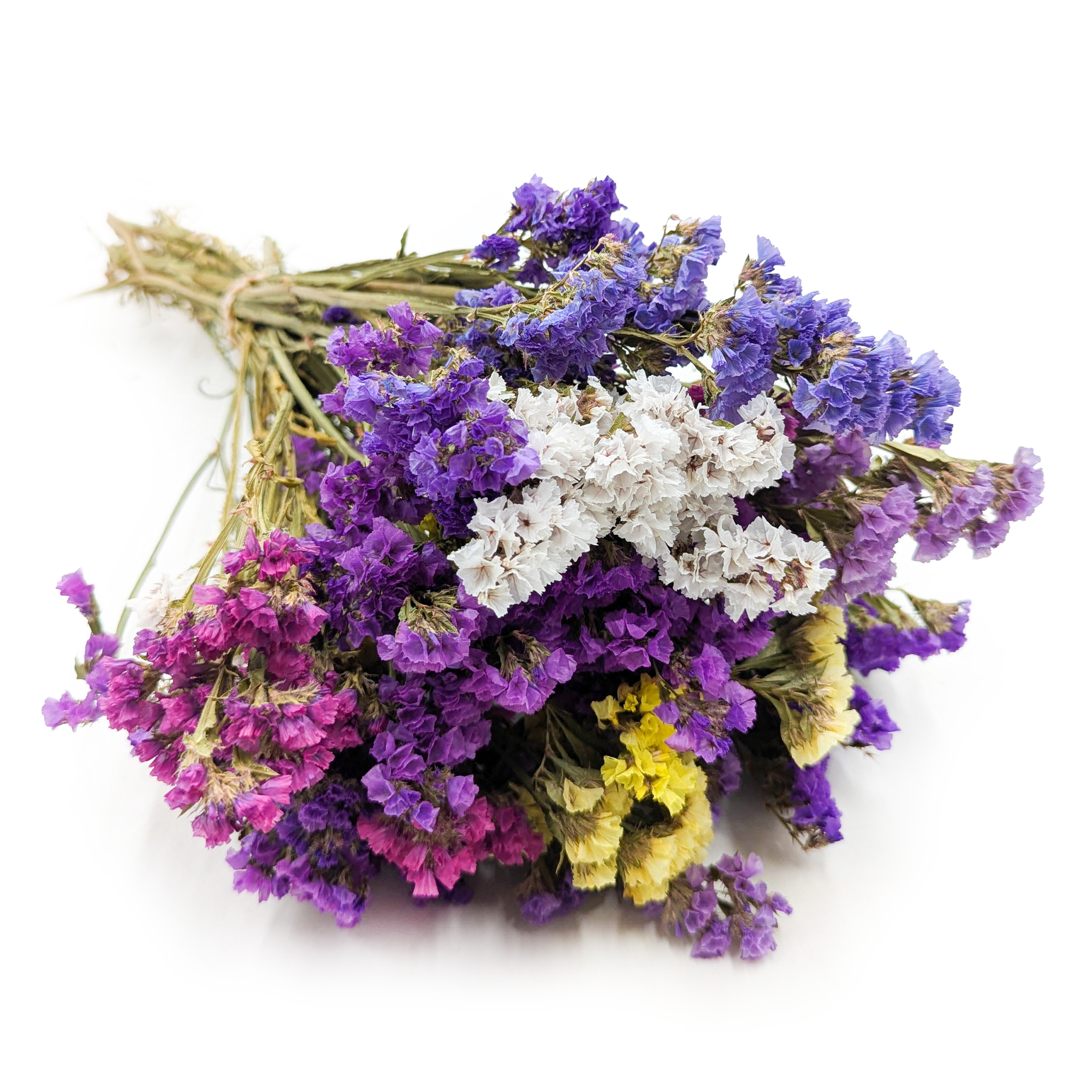 Zatrwian Wrębny  - Limonium sinuatum - MIX