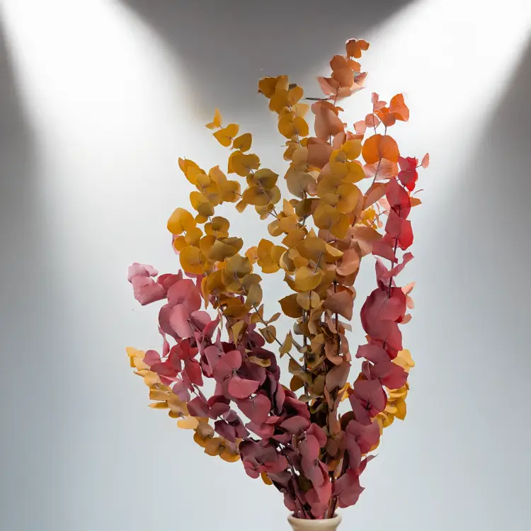 Stuartiana Jesienny LC 5.png