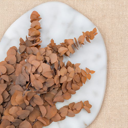 Stuartiana Pomarancz LC 4.png