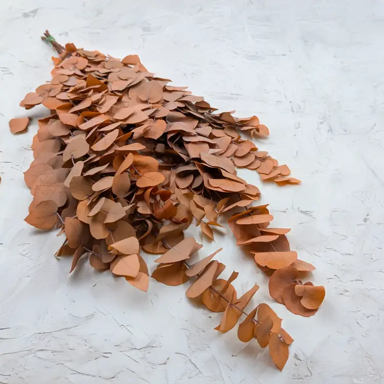 Stuartiana Pomarancz LC 1.png