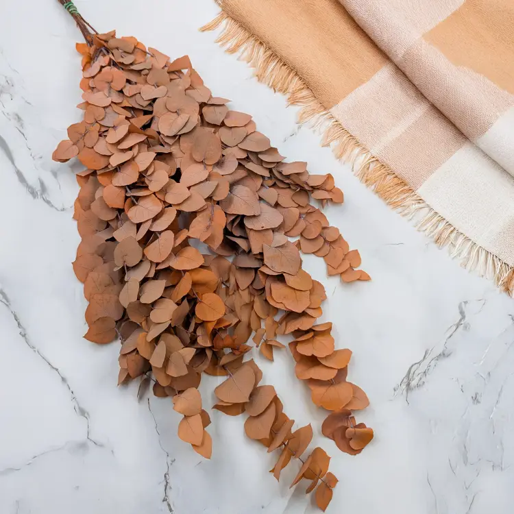 Stuartiana Pomarancz LC 2.png