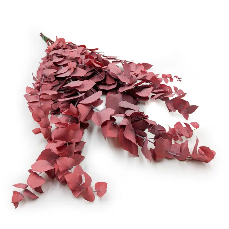 Stuartiana Czerwona LC.png