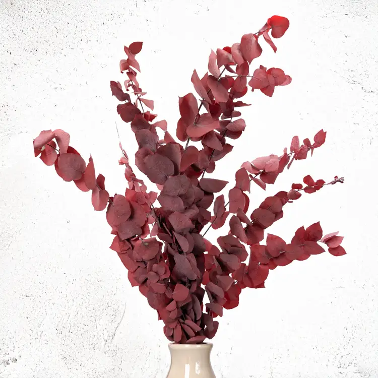 Stuartiana Czerwona LC 3.png