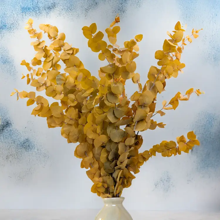 Stuartiana Zolty LC 4.png