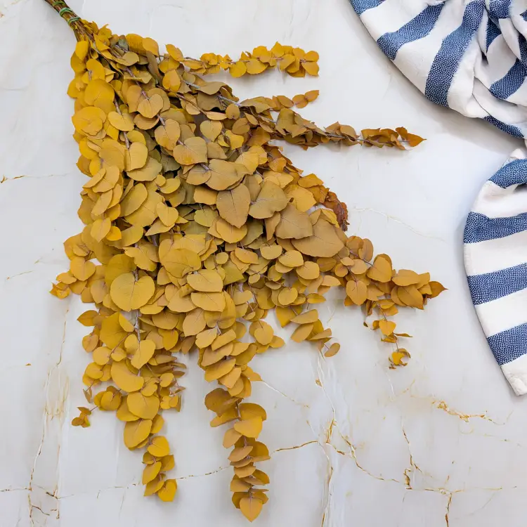 Stuartiana Zolty LC 2.png