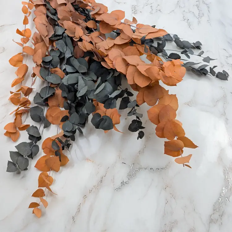 Stuartiana Hallow LC 2.png