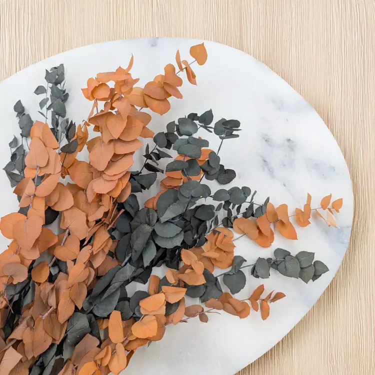 Stuartiana Hallow LC 3.png