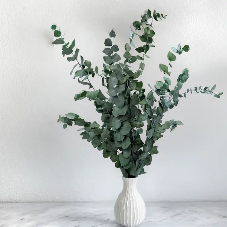 Stuartiana Ziel LC 5.png