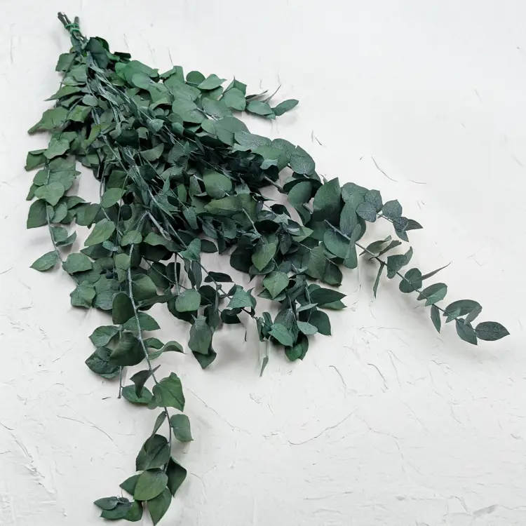 Stuartiana Ziel LC 1.png