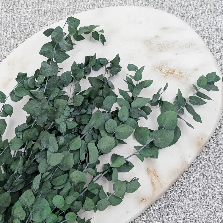 Stuartiana Ziel LC 3.png