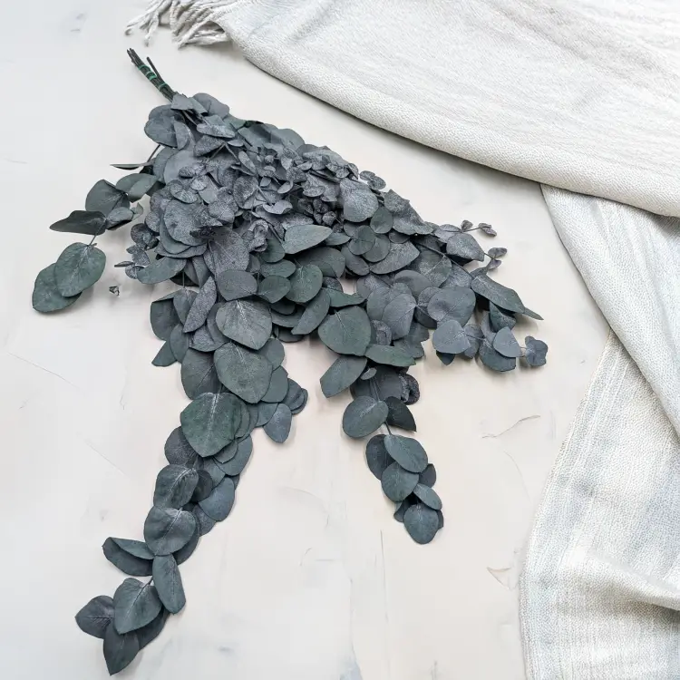 Cinerea Zielona LC 1.png