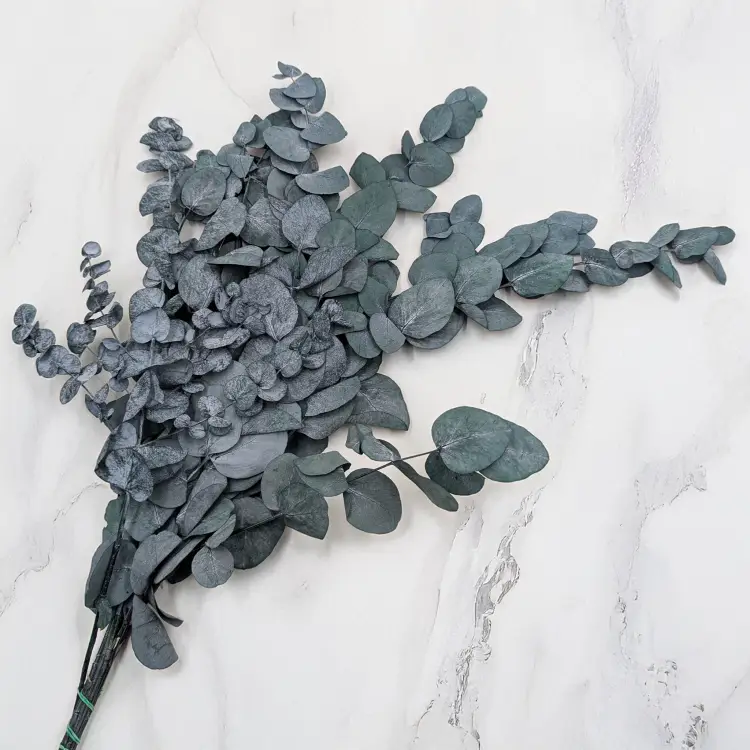 Cinerea Zielona LC 2.png