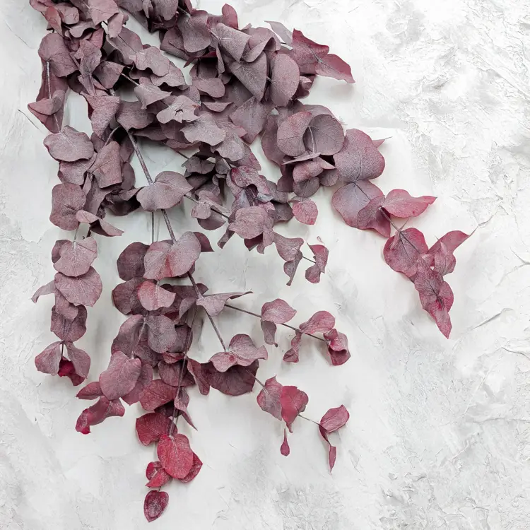 Cinerea Czerwona LC 1.png