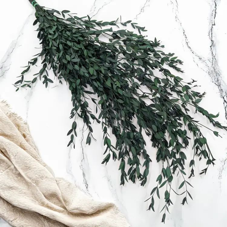 Parvifolia Zielona LC 3.png