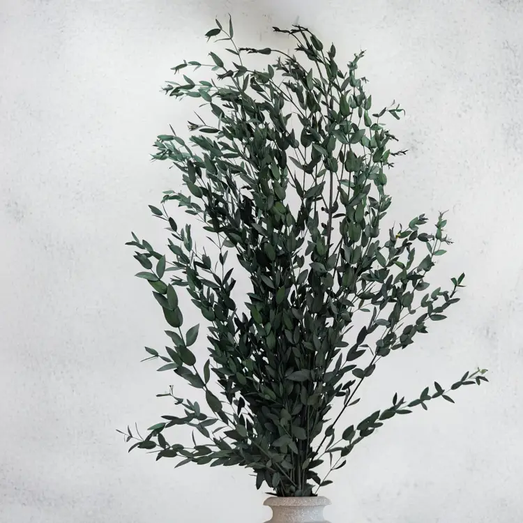 Parvifolia Zielona LC 4.png
