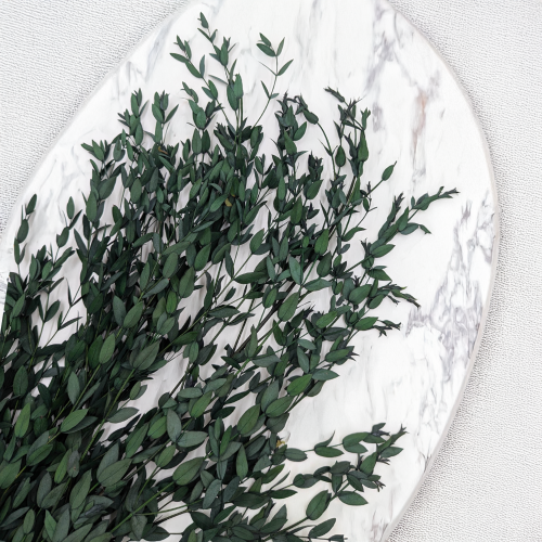 Parvifolia Zielona LC 2.png