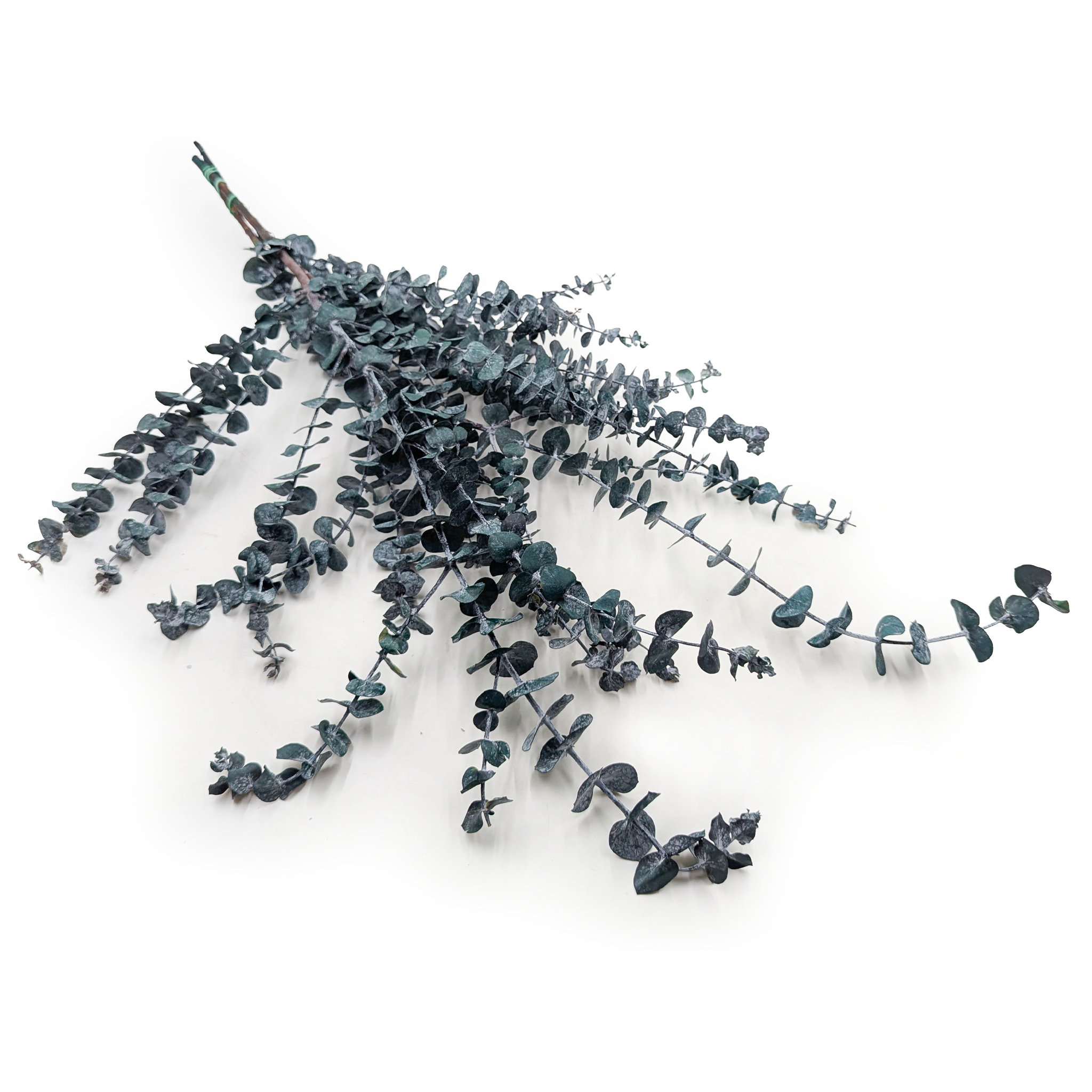 Eukaliptus Stabilizowany - Baby BLUE - Zielony