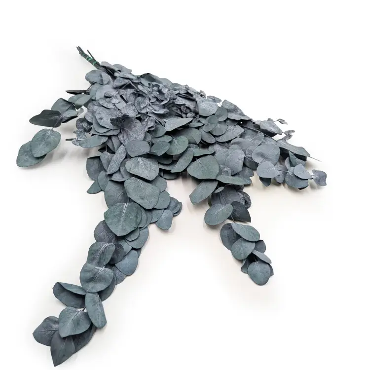 Cinerea Zielona LC.png