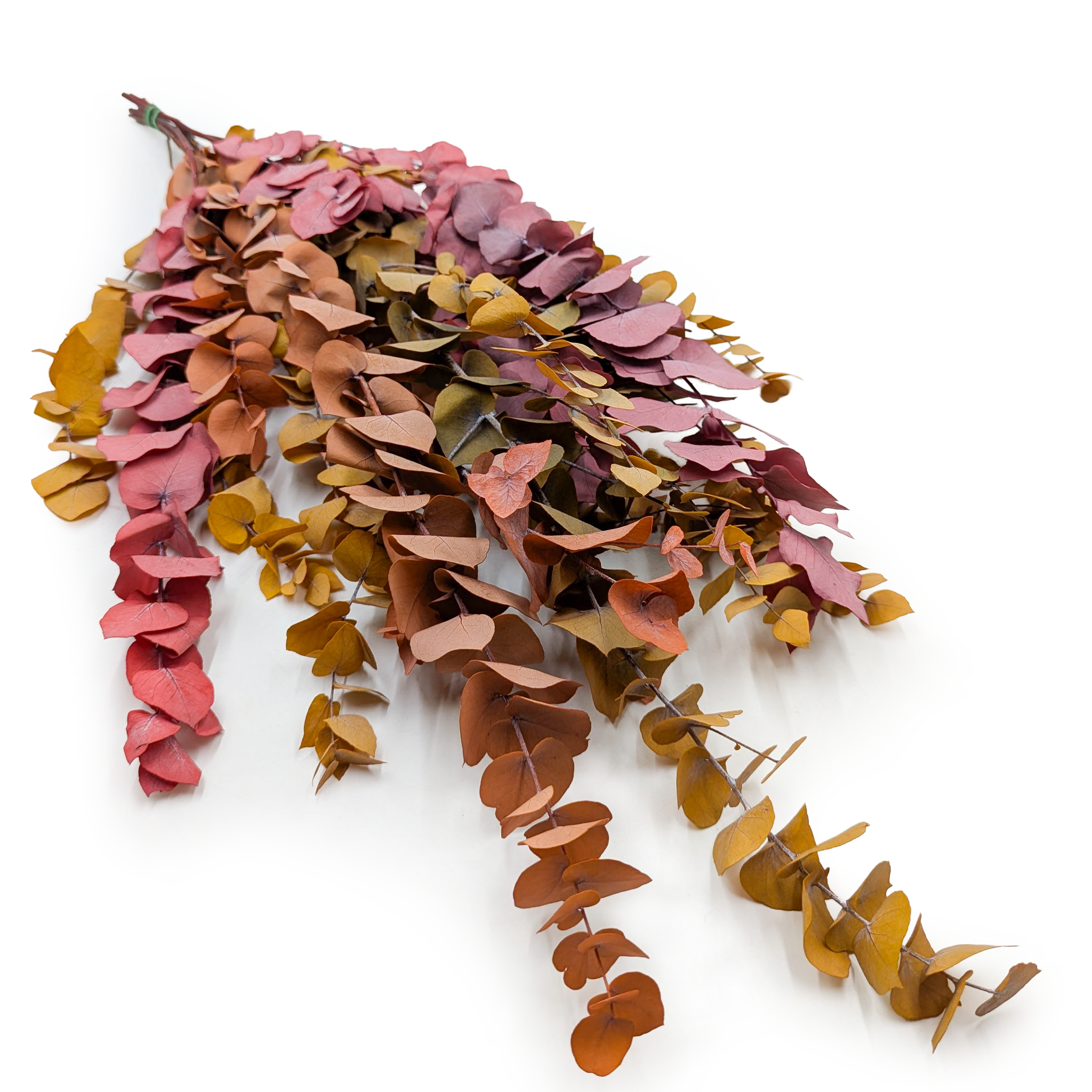 Eukaliptus Stabilizowany - Stuartiana - Jesienny