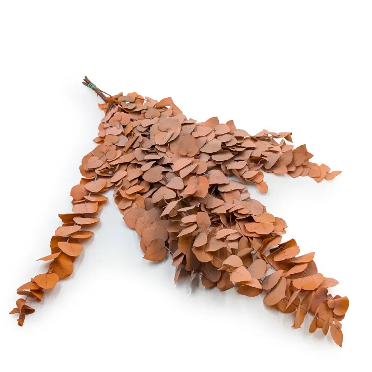 Stuartiana Pomarancz LC.png