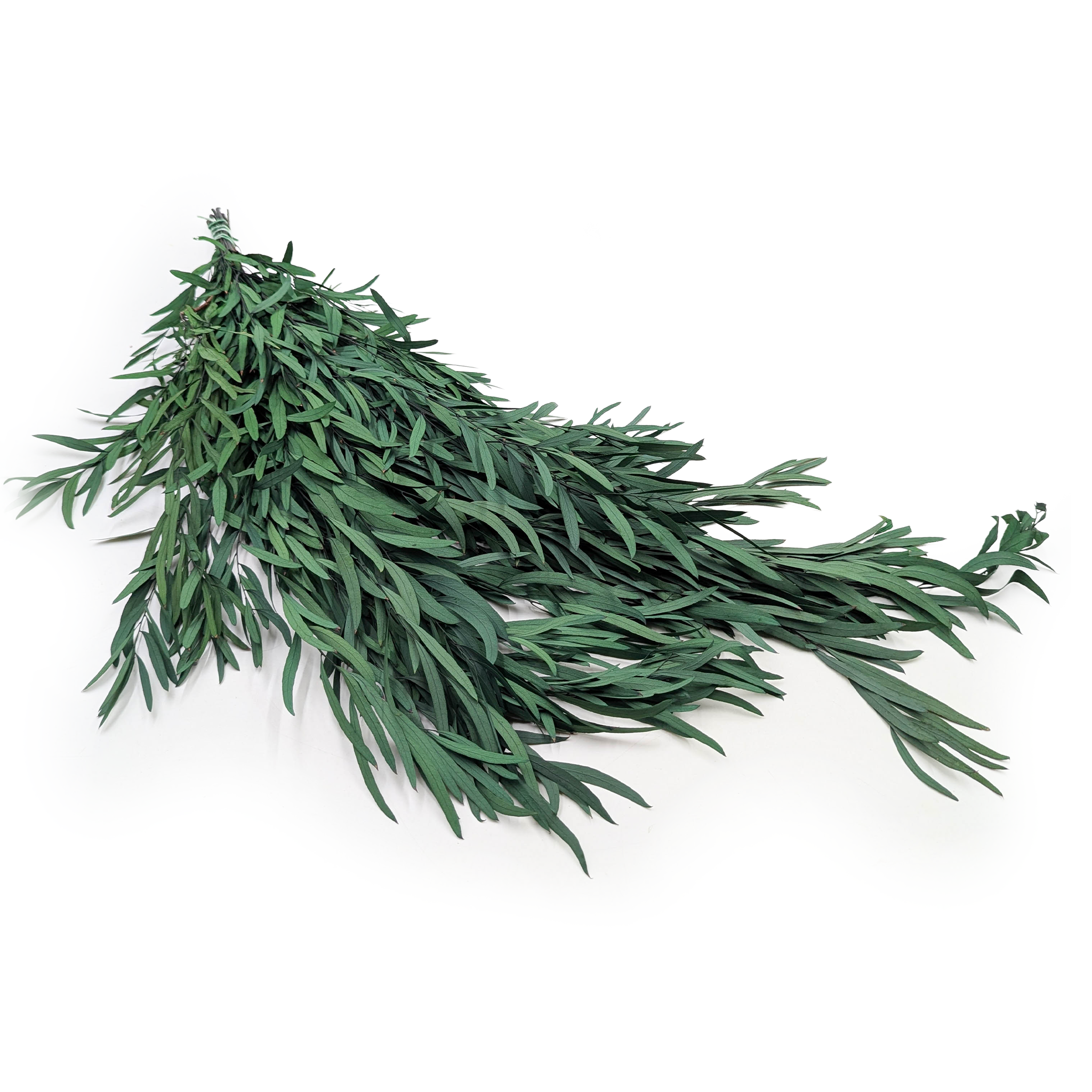 Eukaliptus Stabilizowany - Nicoly - Zielony