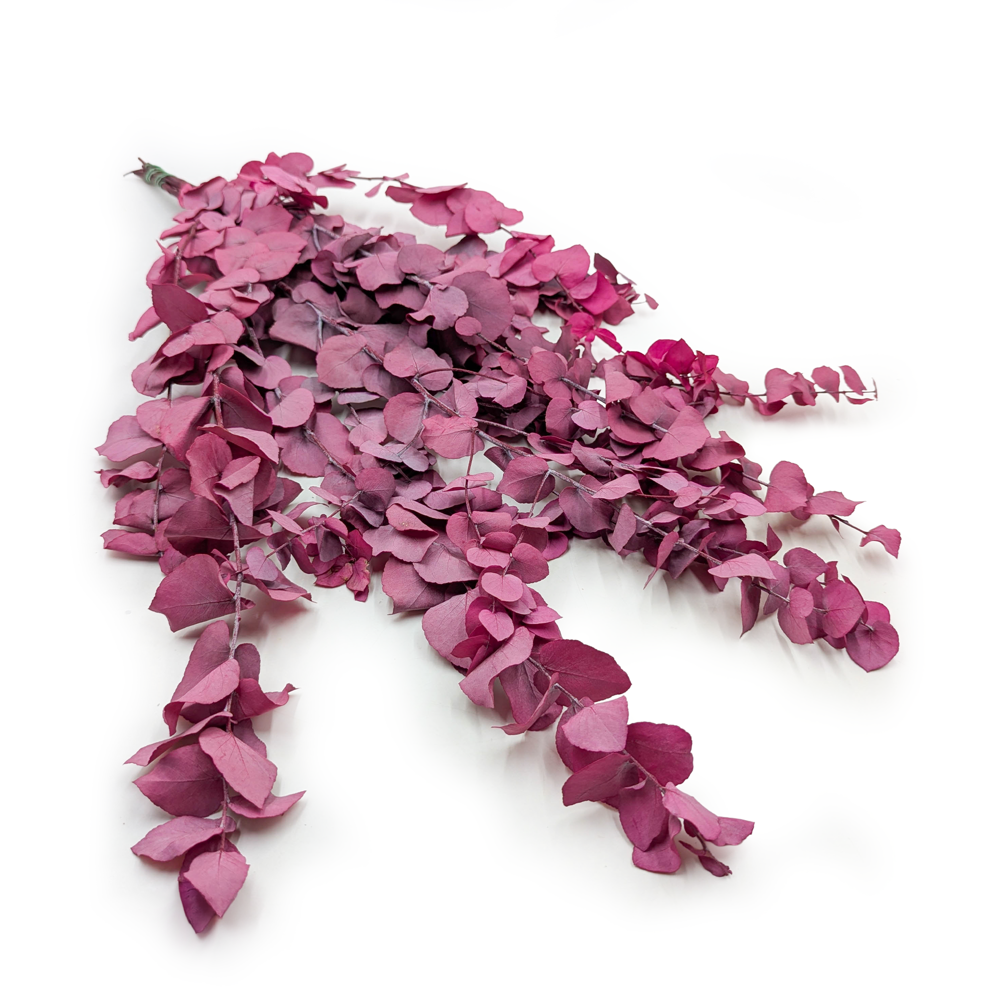 Eukaliptus Stabilizowany - Stuartiana - Lila