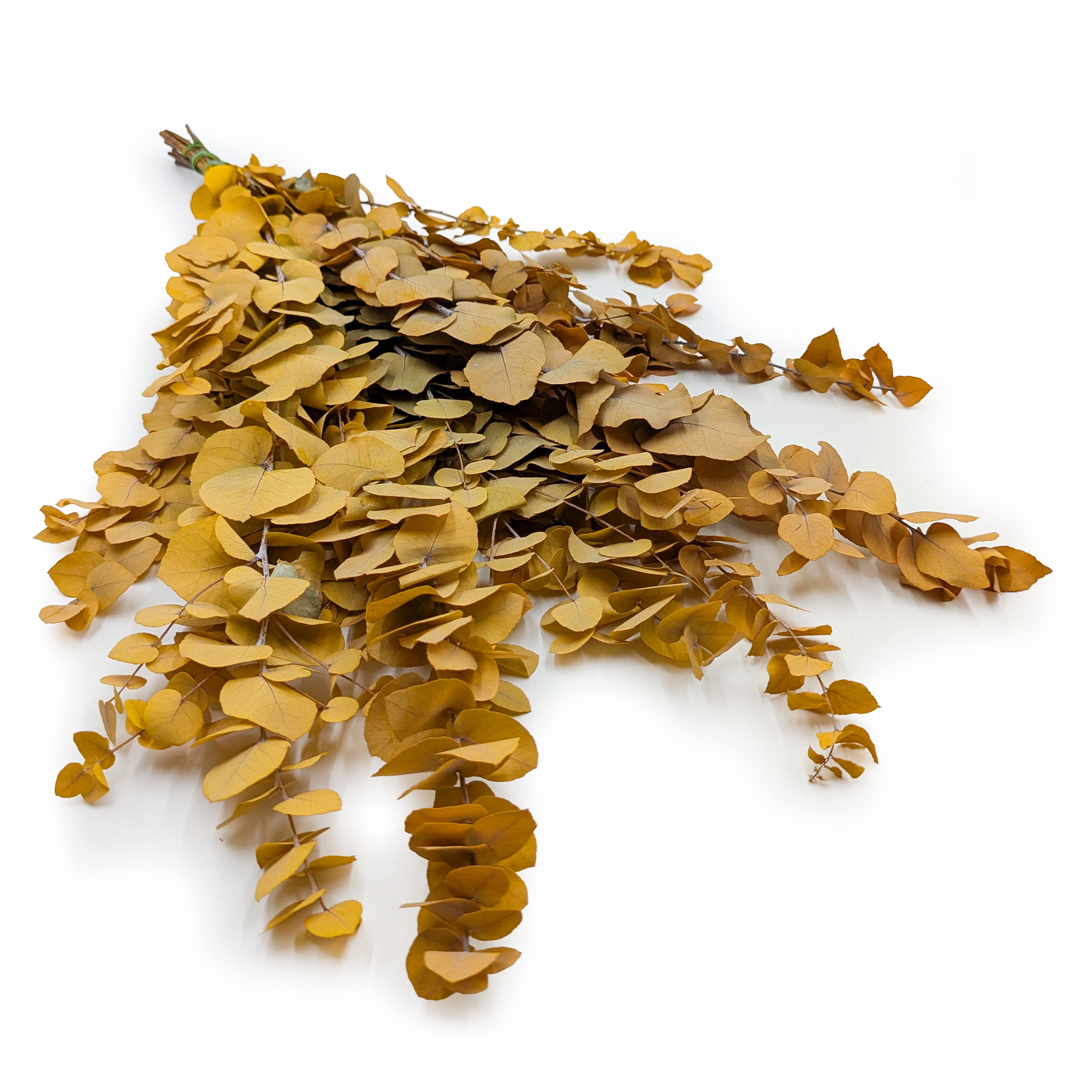 Eukaliptus Stabilizowany - Stuartiana - Żółty