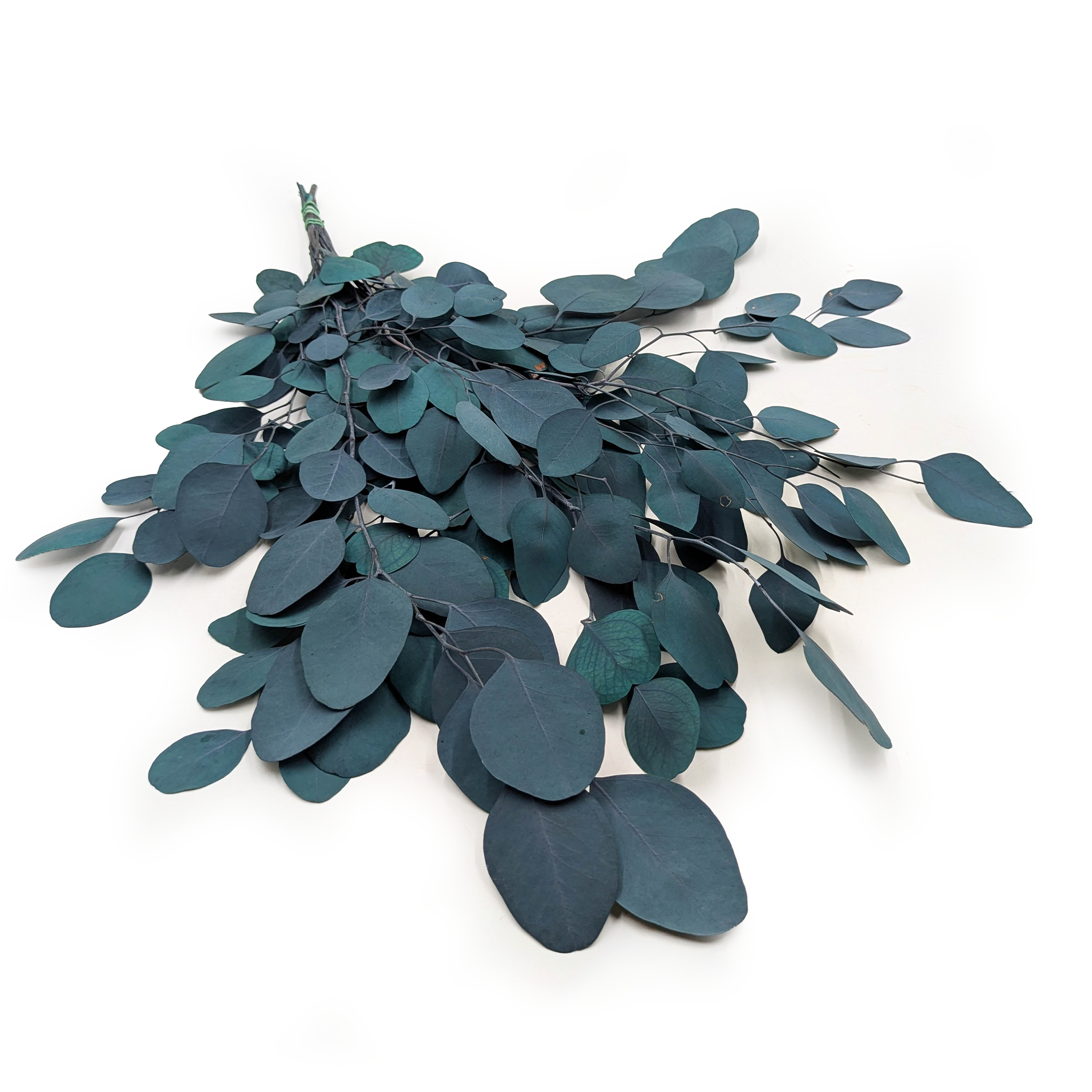 Eukaliptus Stabilizowany - Populus - Zielony