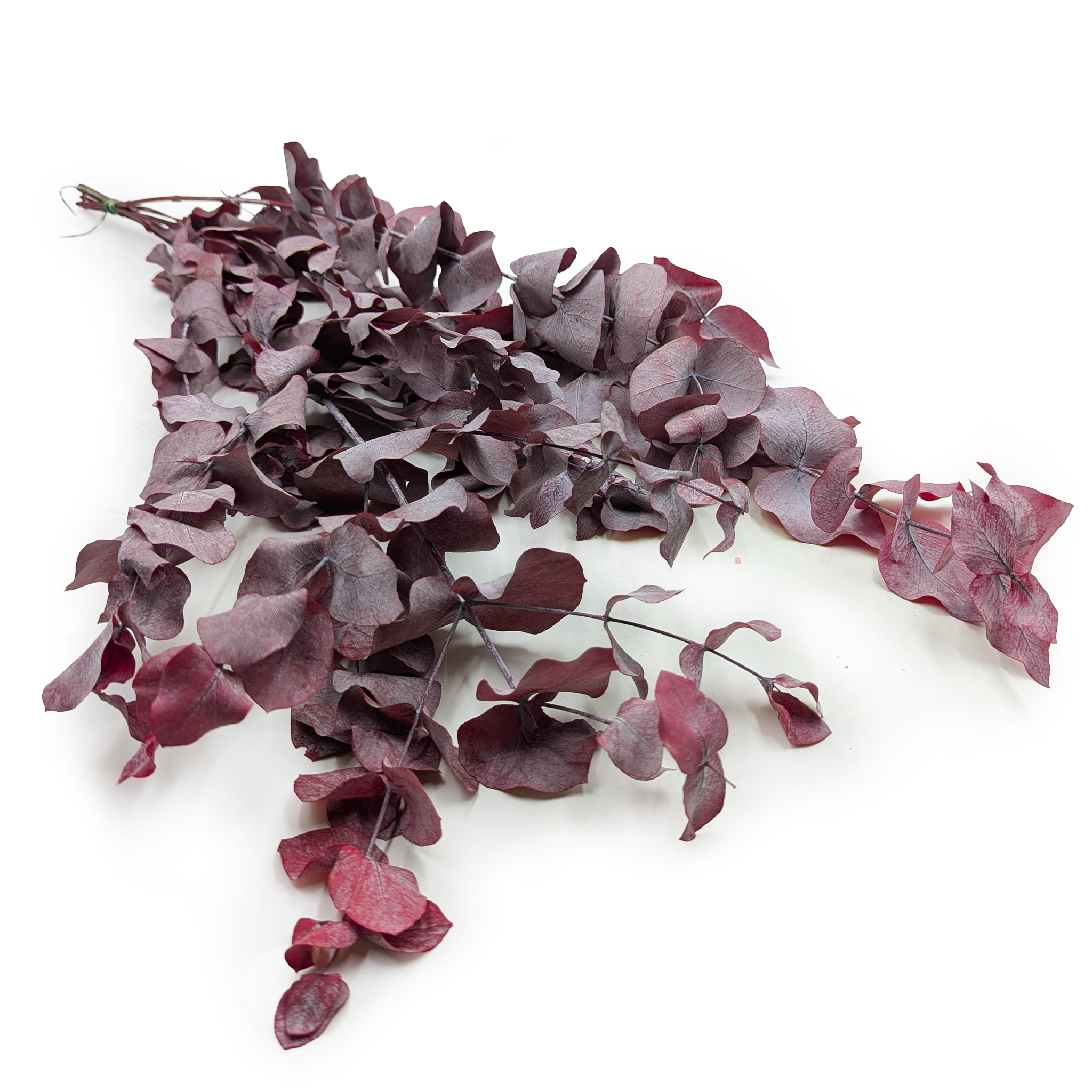 Eukaliptus Stabilizowany - Cinerea - Czerwony