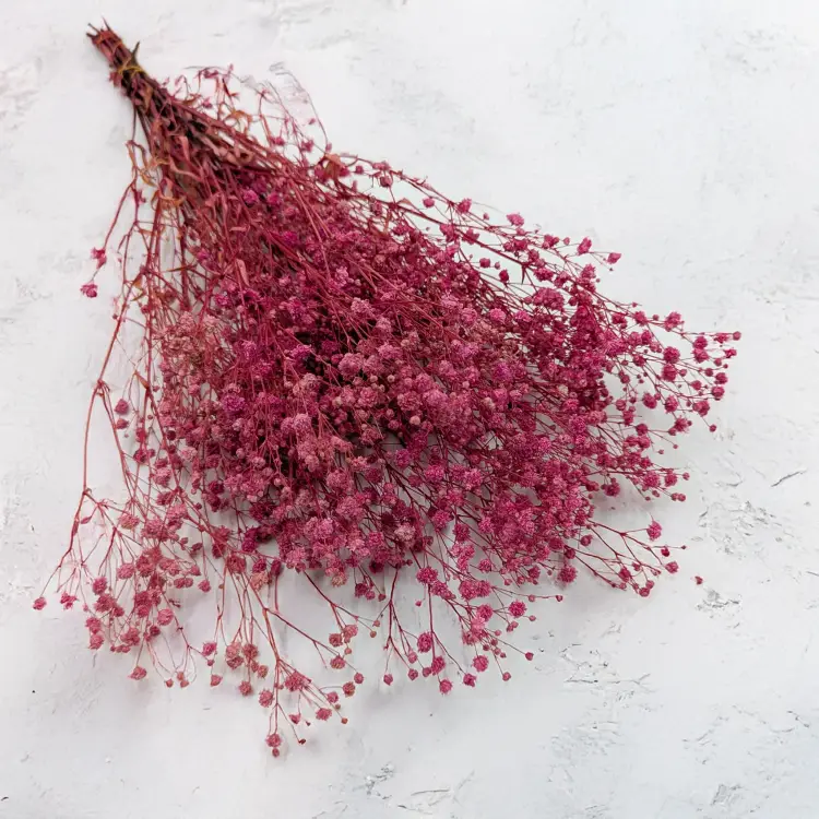 Gips TR Fuchsia 1.png