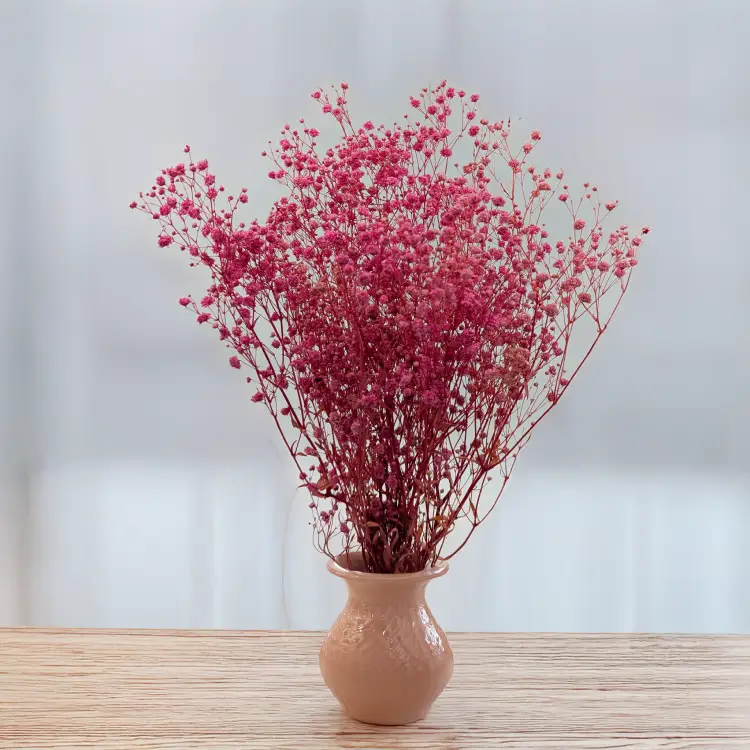 Gips TR Fuchsia 3.png