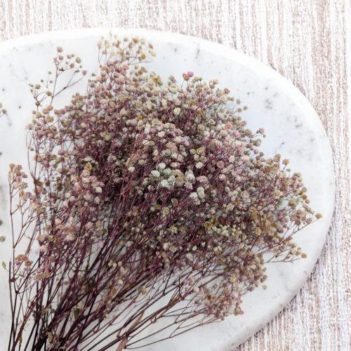 Gips TR Purple cream 2.png