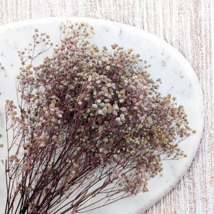 Gips TR Purple cream 2.png