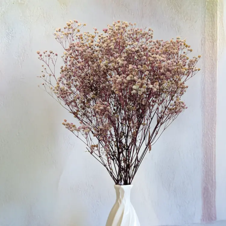 Gips TR Purple cream 3.png