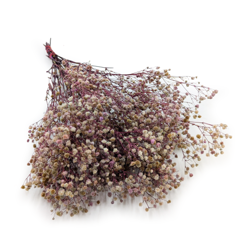 Gips TR Purple cream.png