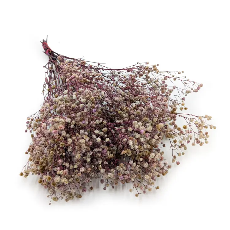 Gips TR Purple cream.png