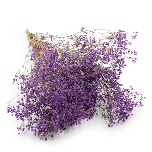 Gipsówka Pastel Fiol IT.png