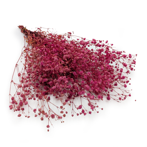 Gips TR Fuchsia 0.png