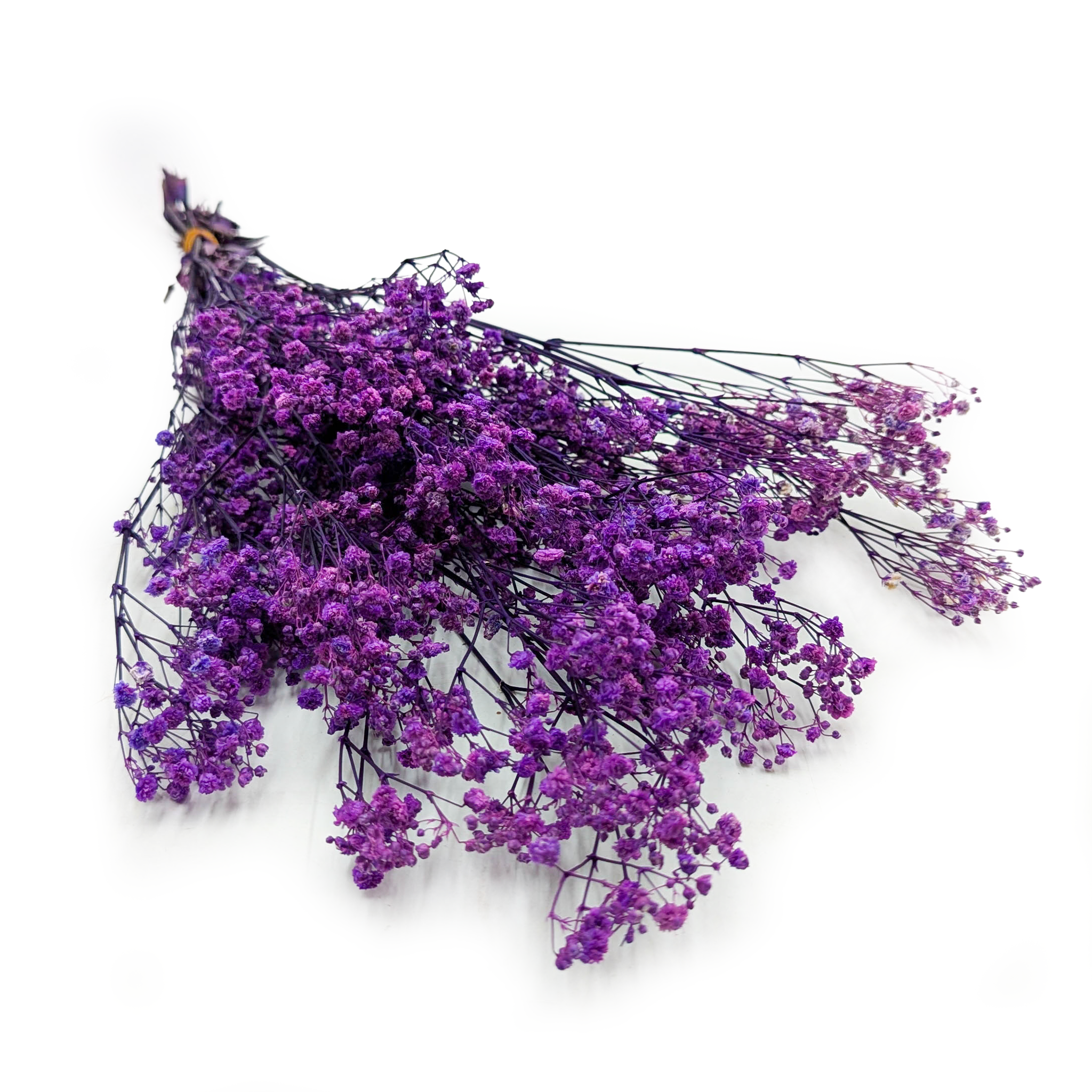 Gipsówka Stabilizowana Premium - (gypsophila) - Purpurowa