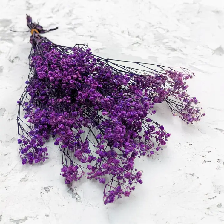 Gips TR Purple 1.png