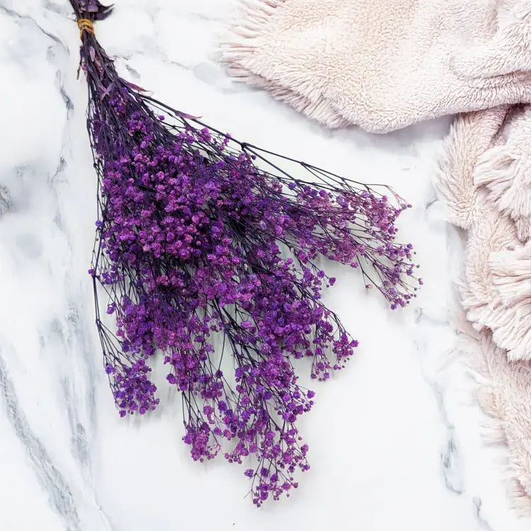 Gips TR Purple 2.png