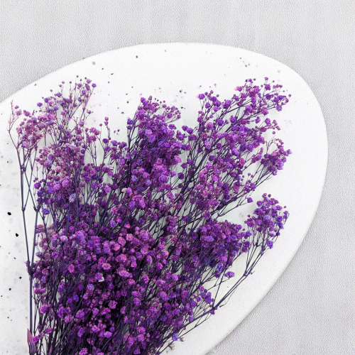 Gips TR Purple 3.png