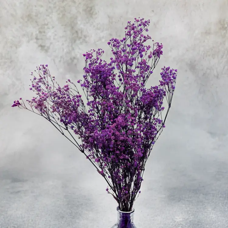 Gips TR Purple 4.png