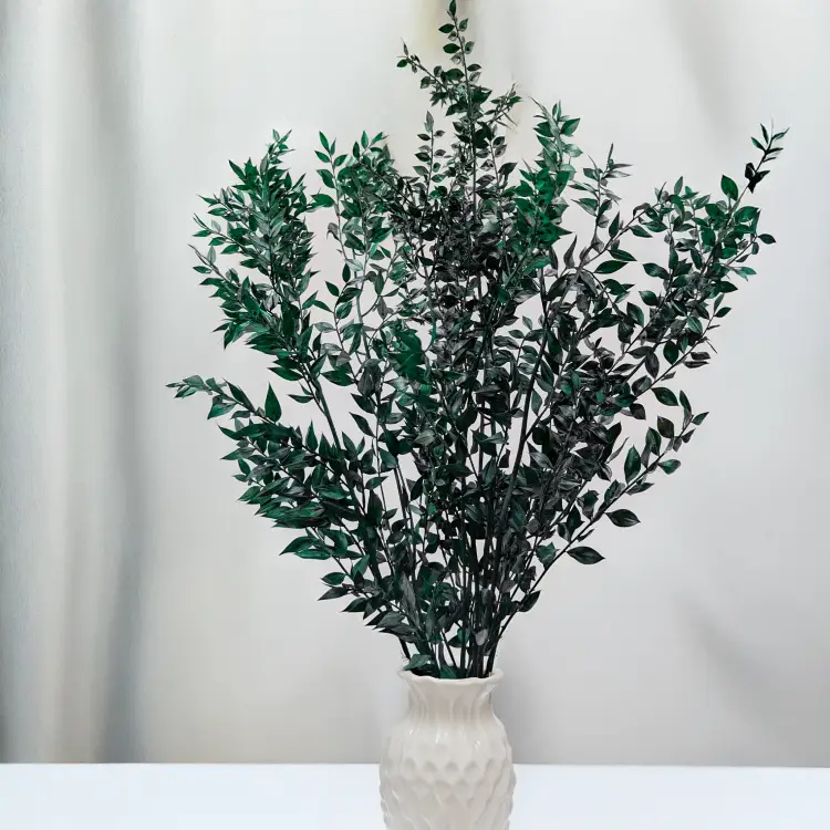 Ruskus stabilizowany zielony IT 4.png