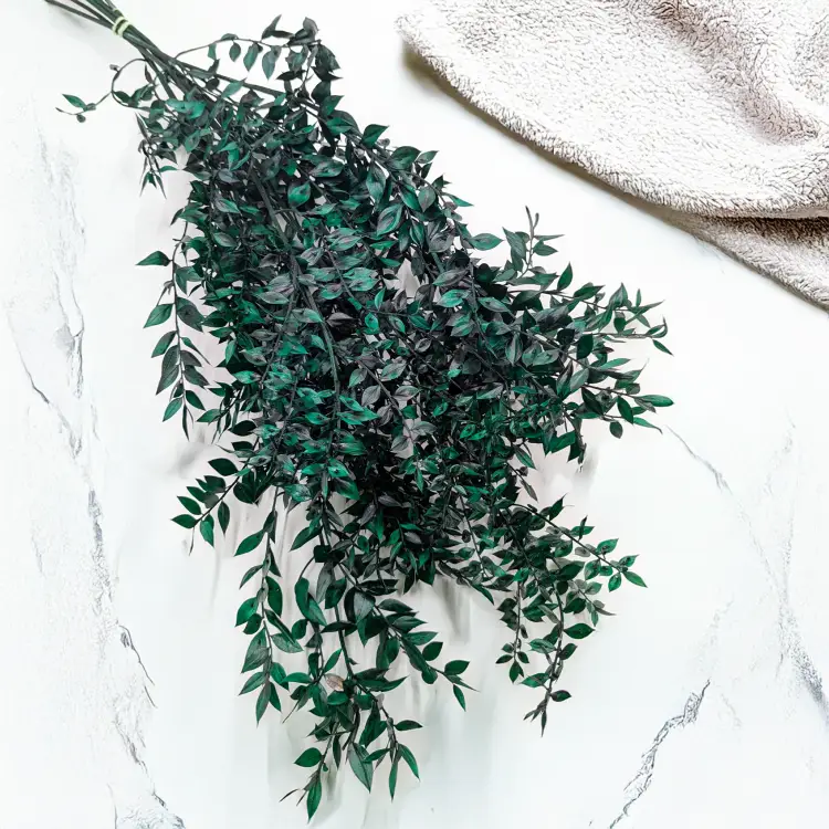 Ruskus stabilizowany zielony IT 1.png