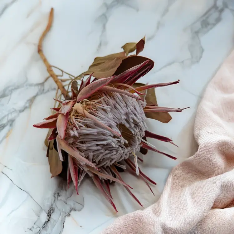 Protea King 3szt 2.png