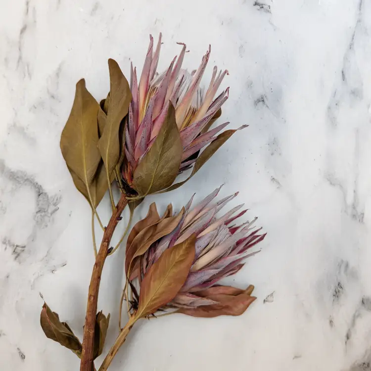 Protea King 3szt 3.png