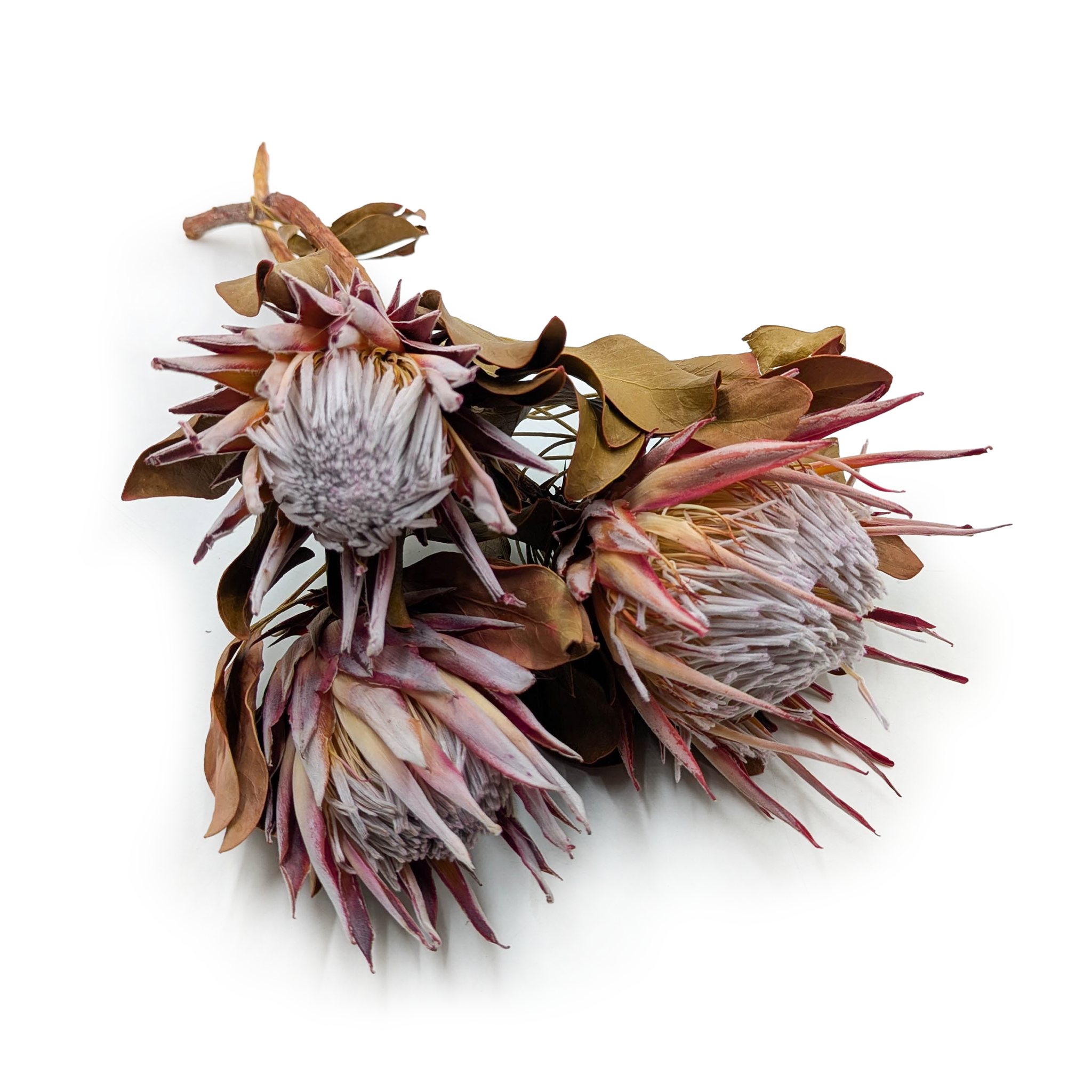 Protea Królewska King - suszona - (Protea cynaroides) - 3szt